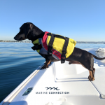 Boating with Dogs: Tips for a Safe and Happy Voyage